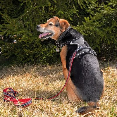 Petlando Arnés Pawz & Pepper Strong Rojo Y Negro Para Perros - Imagen 6