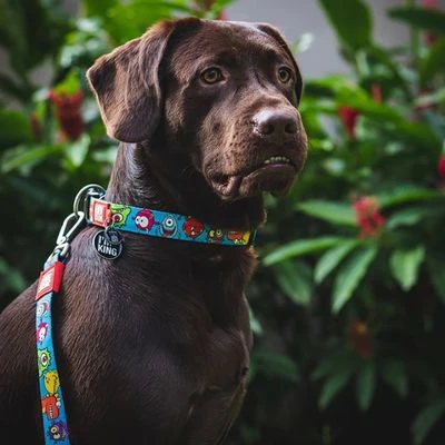 Collar Max & Molly Little Monsters Con Smart ID Para Perros - Imagen 4