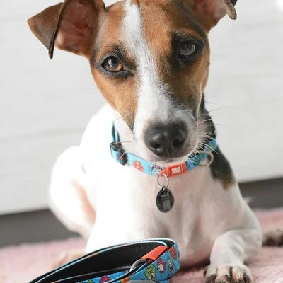 Collar Max & Molly Little Monsters Con Smart ID Para Perros - Imagen 2