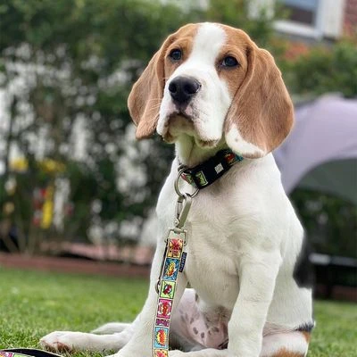 Correa Ajustable Max & Molly Cómic Para Perros - Imagen 2