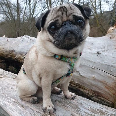 Arnés Max & Molly Donuts Para Perros - Imagen 6