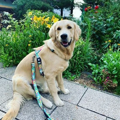 Arnés Max & Molly Donuts Para Perros - Imagen 8
