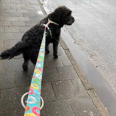 Arnés Max & Molly Donuts Para Perros - Imagen 9