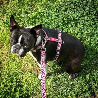 Arnés Max & Molly Leopard Pink Para Perros - Imagen 2