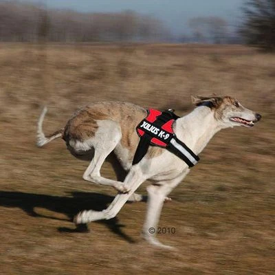 Julius K9 Arnés JULIUS-K9® Power Rojo Para Perros - Imagen 3