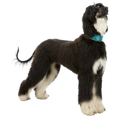 Collar Para Galgos Trixie Active Comfort Verde Petróleo/amarillo - Imagen 4