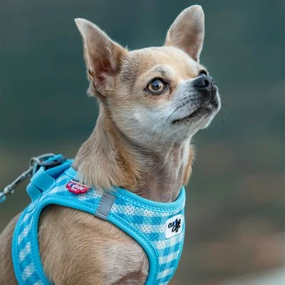 Set Curli: Arnés Vest Air-Mesh + Correa Basic Caro Azul Cielo - Imagen 7