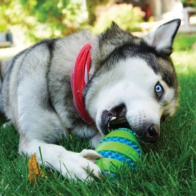 KONG Squeezz® Goomz Ball Pelota Para Perros - Imagen 2