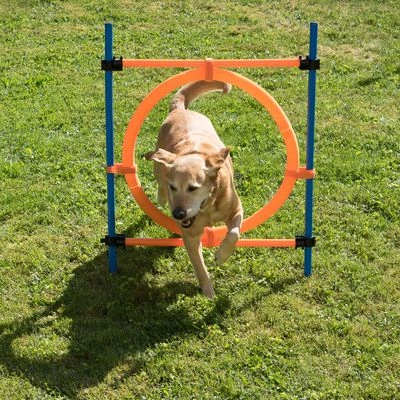 Aro Agility Fun & Sport - Imagen 14