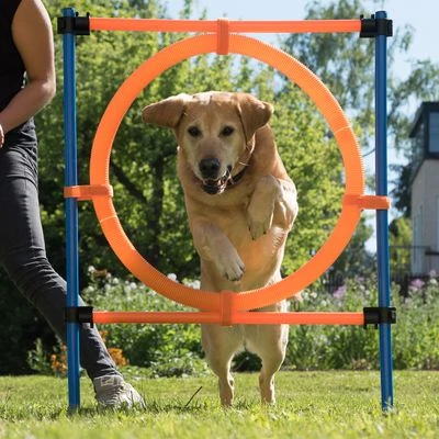 Aro Agility Fun & Sport - Imagen 15