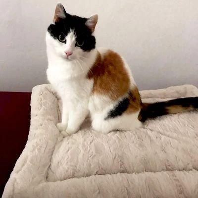 Self Heating Bed Cojín Para Perros - Imagen 6