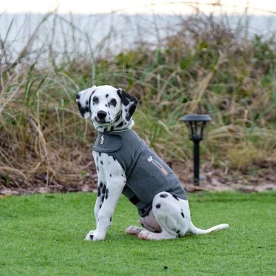 Chaleco Tranquilizante ThunderShirt® Gris Para Perros - Imagen 8