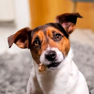 SmartBones Snacks Con Pollo Para Perros Pequeños - Imagen 5