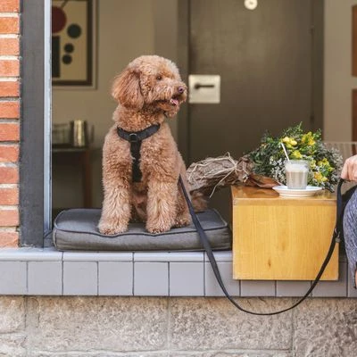 Arnés Nomad Tales Blush ébano Para Perros - Imagen 5