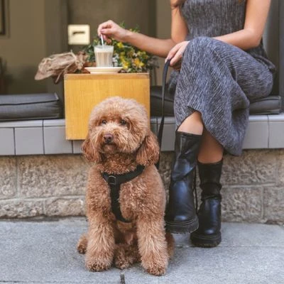 Arnés Nomad Tales Blush ébano Para Perros - Imagen 3