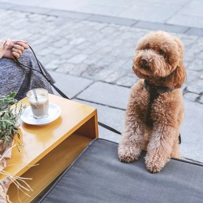 Arnés Nomad Tales Blush ébano Para Perros - Imagen 12