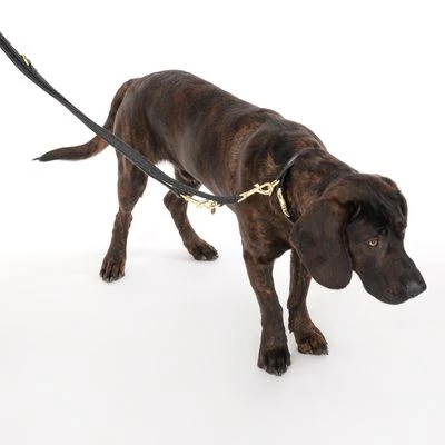 Collar Nomad Tales Calma ébano Para Perros - Imagen 13