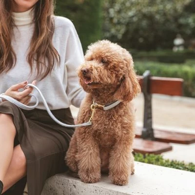 Correa Nomad Tales Calma Piedra Para Perros - Imagen 4