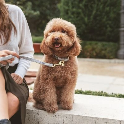 Correa Nomad Tales Calma Piedra Para Perros - Imagen 13