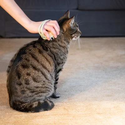 Kooa Cepillo Masajeador Para Gatos - Imagen 10