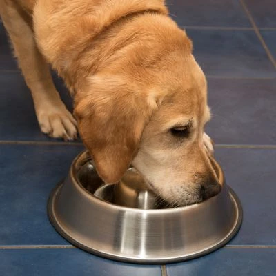 Comedero Antivoracidad De Acero Para Perros - Imagen 9