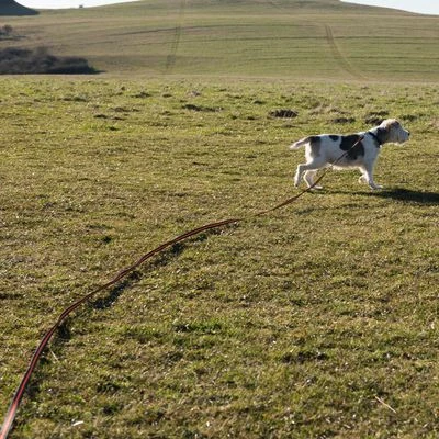 Correa De Rastreo Heim Engomada Para Perros - Imagen 17