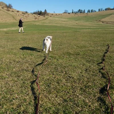 Correa De Rastreo Heim Engomada Para Perros - Imagen 16