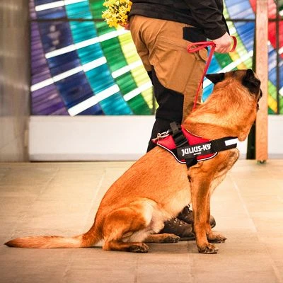 Julius K9 Arnés Julius-K9 IDC®-Power Rojo Para Perros - Imagen 8