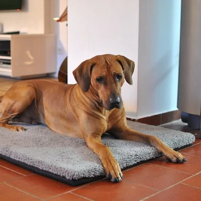 Colchón Ortopédico Pawz & Pepper Aurora - Imagen 8