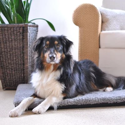 Colchón Ortopédico Pawz & Pepper Aurora - Imagen 3