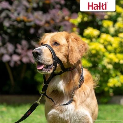 Collar Antitirada HALTI Para Perros - Imagen 4