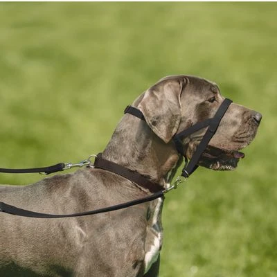 Collar Antitirada HALTI Para Perros - Imagen 6