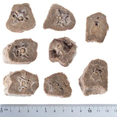 Pack Ahorro 4 X Wolf Of Wilderness RAW Snacks Liofilizados Premium - Imagen 11